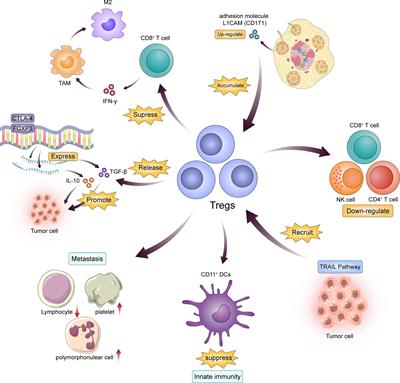 The immunoregulation effect of tumor microenvironment in pancreatic ductal adenocarcinoma